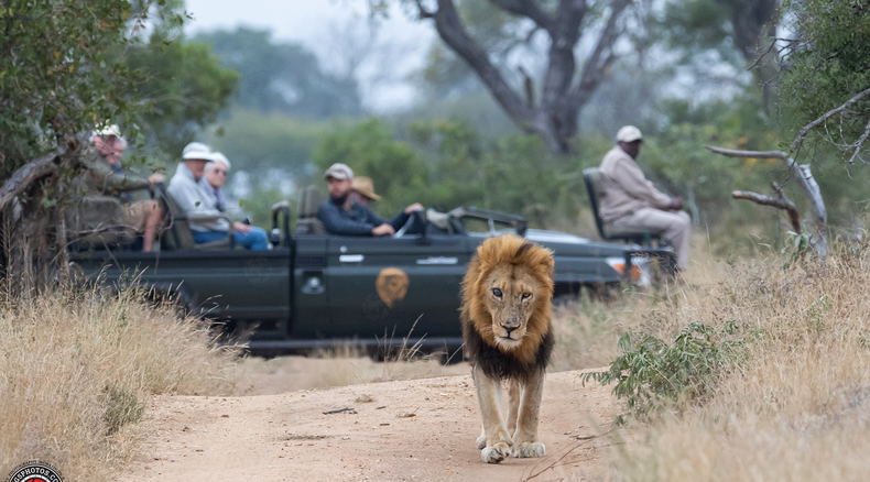 Mapoza lion with Shumbalala game viewer in background