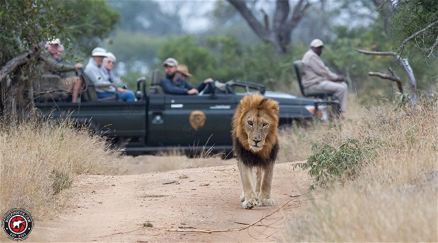 Mapoza lion with Shumbalala game viewer in background