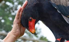 Moholoholo Rehabilitation Centre 