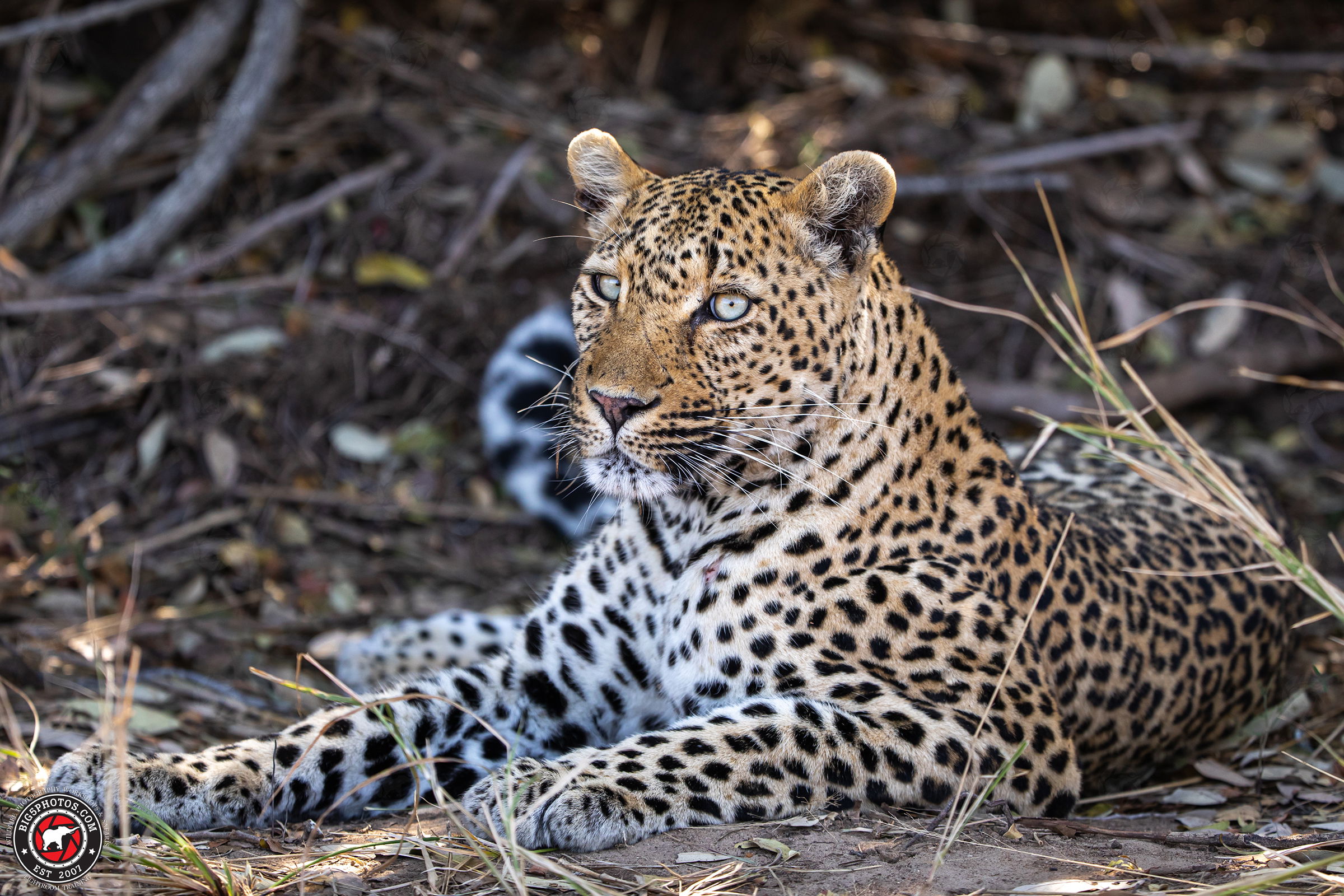 Game Viewing
