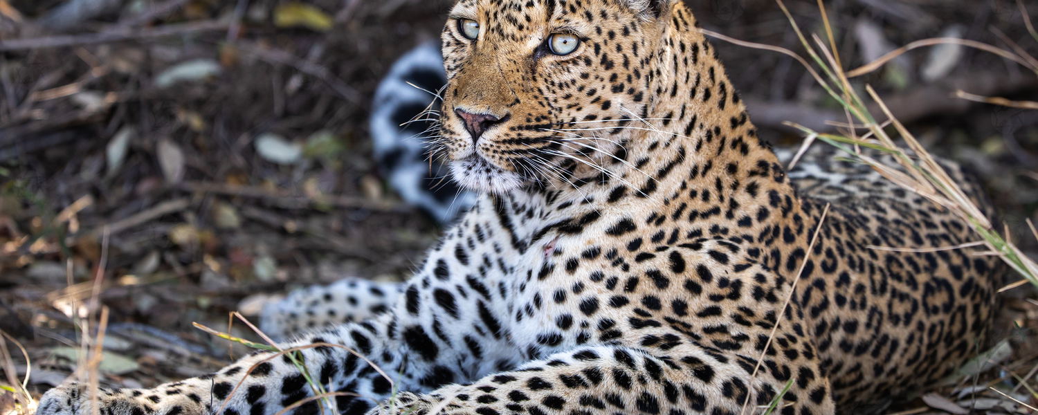 Game Viewing