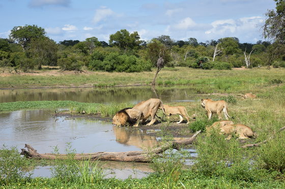 Lions at Shumbalala