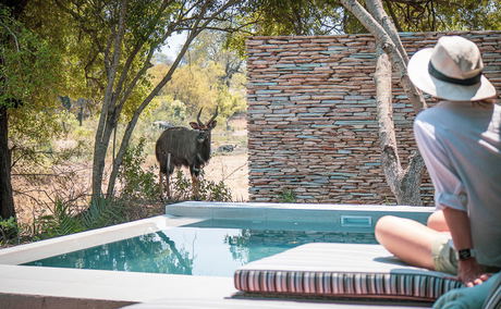 Shumbalala Game Lodge splash pools with nyala