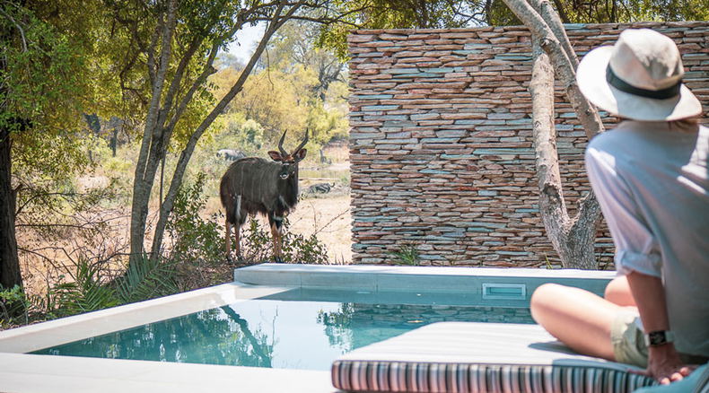 Shumbalala Game Lodge splash pools with nyala