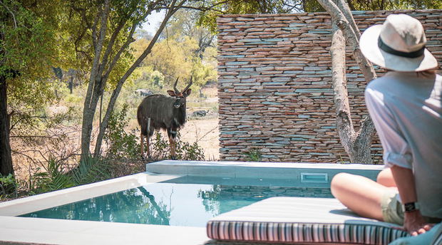 Shumbalala Game Lodge splash pools with nyala