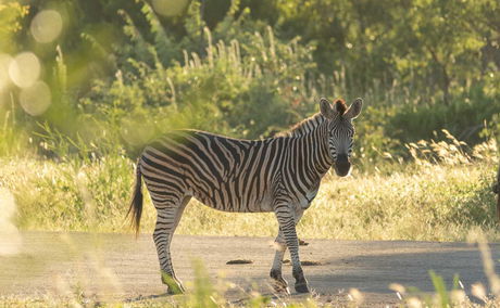 Zebra in the green season at Shumbalala Game Lodge