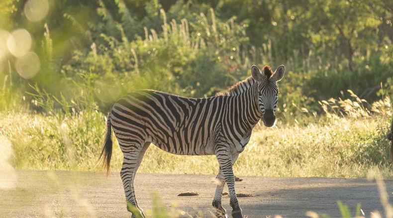 Zebra in the green season at Shumbalala Game Lodge Zebra in the green season at Shumbalala Game Lodge