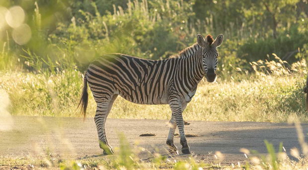 Zebra in the green season at Shumbalala Game Lodge