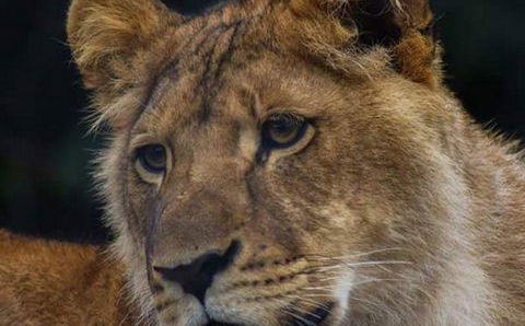 ATTRACTIONS IN THE GREATER REGION