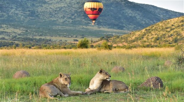 Hot air ballooning wildlife Hot air ballooning wildlife