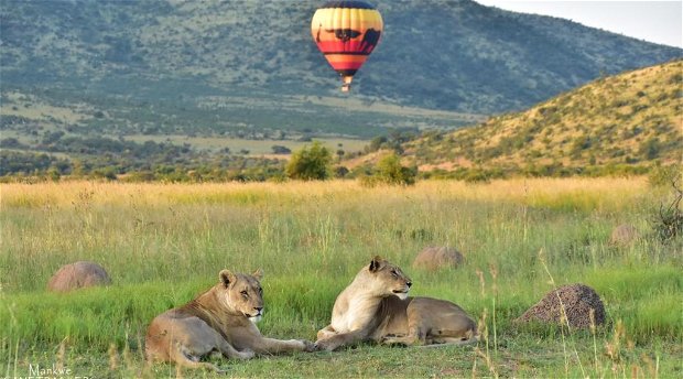 Hot air ballooning wildlife