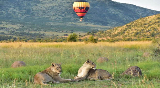 Hot air ballooning wildlife Hot air ballooning wildlife