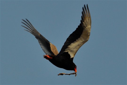 Bateleur-Male with a snake, Hluhluwe Game Reserve