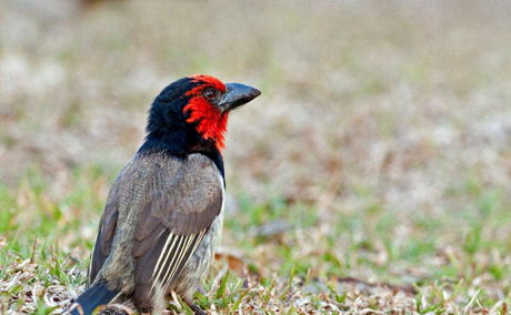 Birdwatching 