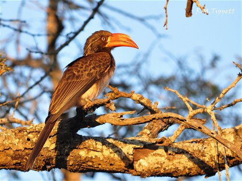 Crowned Hornbill, False Bay park, near Hluhluwe