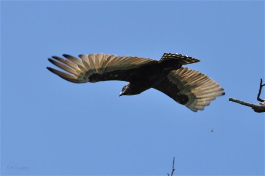 Brown snake-Eagle from below, Kuleni Game park, near Hluhluwe