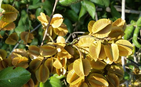 Bushwillow Seed Pods are quite distinctive as a 4-winged pod with the seed in the middle Bushwillow Seed Pods are quite distinctive as a 4-winged pod with the seed in the middle