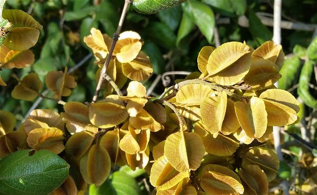 Bushwillow Seed Pods are quite distinctive as a 4-winged pod with the seed in the middle