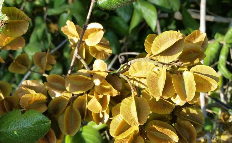 Bushwillow Seed Pods are quite distinctive as a 4-winged pod with the seed in the middle Bushwillow Seed Pods are quite distinctive as a 4-winged pod with the seed in the middle