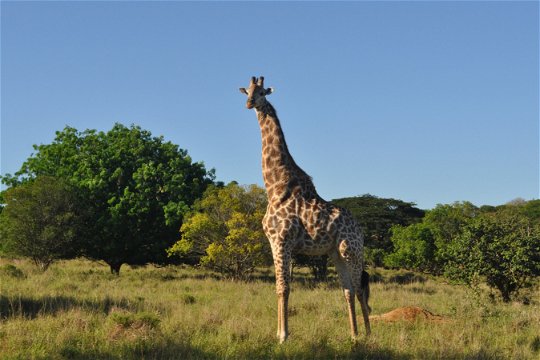 Giraffe (Male), Kuleni Game Park, near Hluhluwe