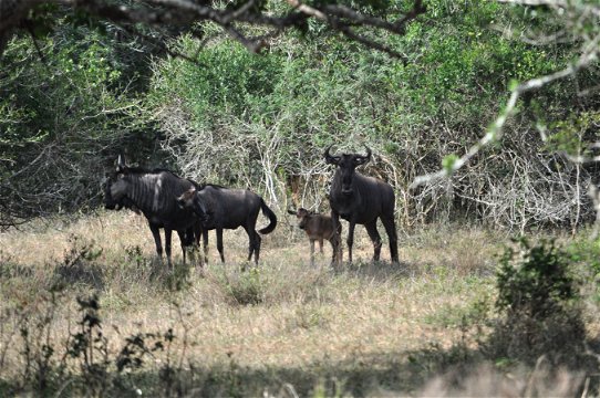 Blue Wildebeest (Brindled Gnu), Kuleni Game Park, near Hluhluwe