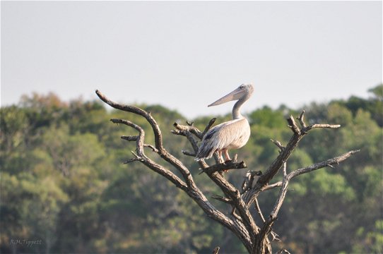 Pink-backed Pelican,Status: Vulnerable, False Bay Park