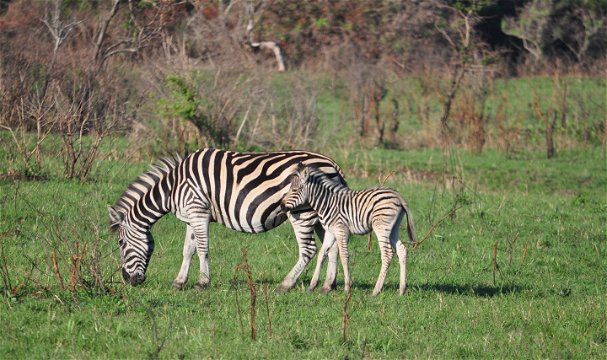 Plains Zebra, Kuleni Game Park, near Hluhluwe