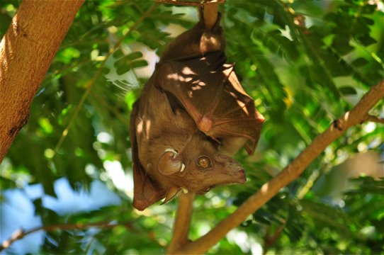 Eppauletted Fruit-Bat, Kuleni Game Park, near Hluhluwe