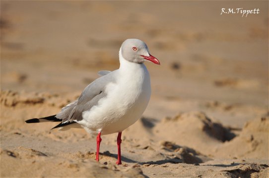 Grey-headed Gull, Cape Vidal beach