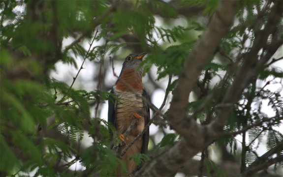 Red-Chested Cuckoo, Kuleni Game Park, near Hluhluwe