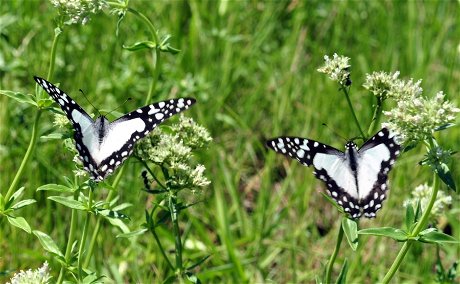 Isiphaphalazi Butterfly Dome