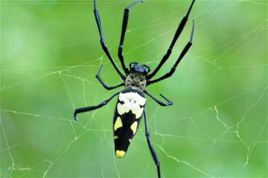 Nephilidae - Nephila komazi - Ethlathini, Spider Walks