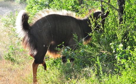 Nyala found at Bushwillow, Hluhluwe, Zululand