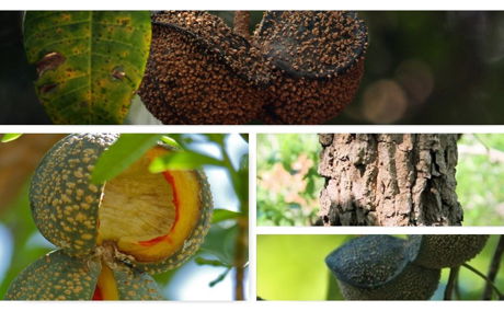 Toad Tree is seen in the sandforest of Hluhluwe and the fruit looks like a toad!