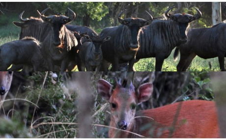 Wildebees and red duiker seen in Zululand at Bushwillow Collection and Kuleni Game Paek
