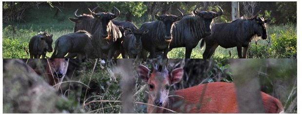 Wildebees and red duiker seen in Zululand at Bushwillow Collection and Kuleni Game Paek