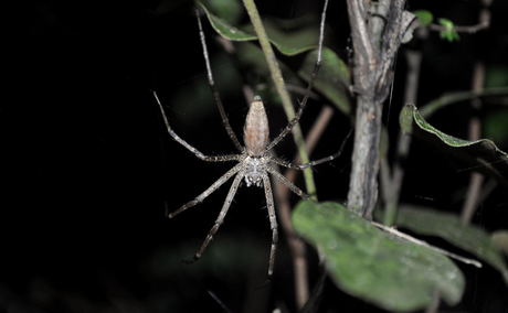 Pisauridae - Euprosthenops sp. - Funnel-web Pisaurid - Kuleni Pisauridae - Euprosthenops sp. - Funnel-web Pisaurid - Kuleni