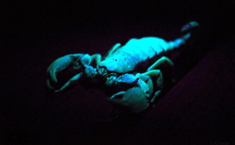 Scorpions flouresce under UV light during evening bush walks at Bushwillow Collection, near Hluhluwe, South Africa