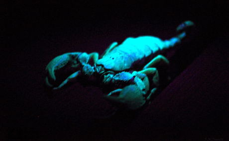 Scorpions flouresce under UV light during evening bush walks at Bushwillow Collection, near Hluhluwe, South Africa Scorpions flouresce under UV light during evening bush walks at Bushwillow Collection, near Hluhluwe, South Africa
