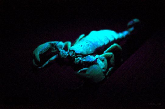 Scorpions flouresce under UV light during evening bush walks at Bushwillow Collection, near Hluhluwe, South Africa