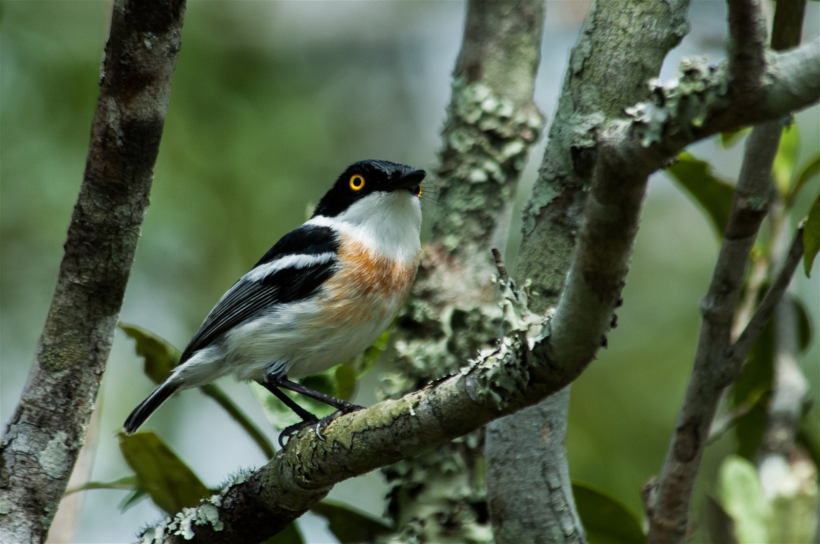 Birding on Kuleni