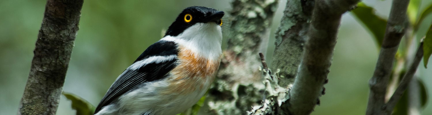 Birding on Kuleni