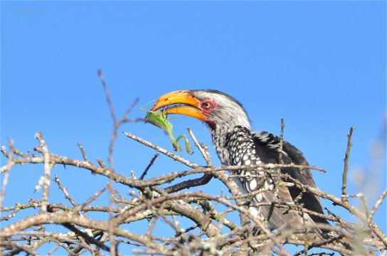 Southern Yellow-billed Hornbill, Mkuze Game Reserve