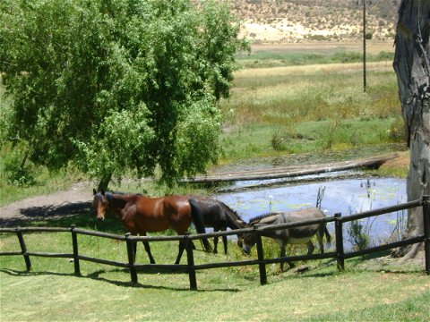 Horses and donkey, Boskloof Swemgat 