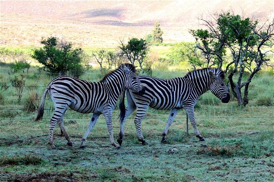 Addorable zebras