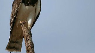 snake eagle