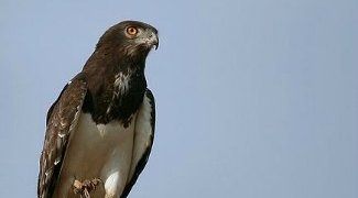 snake eagle