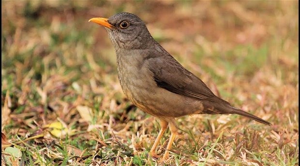karoo thrush karoo thrush