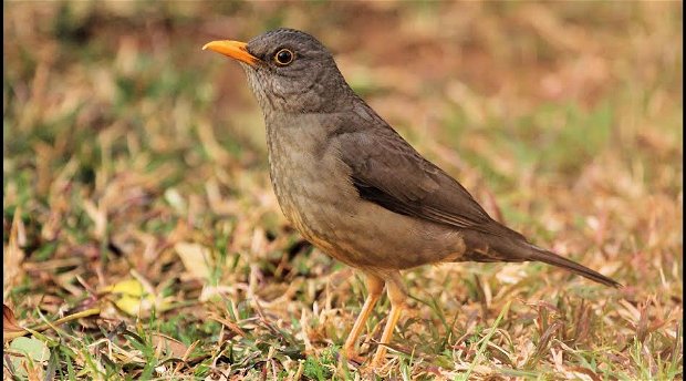 karoo thrush