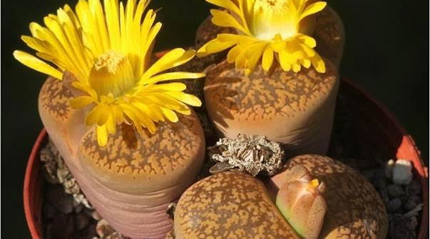 Lithops loganiae 